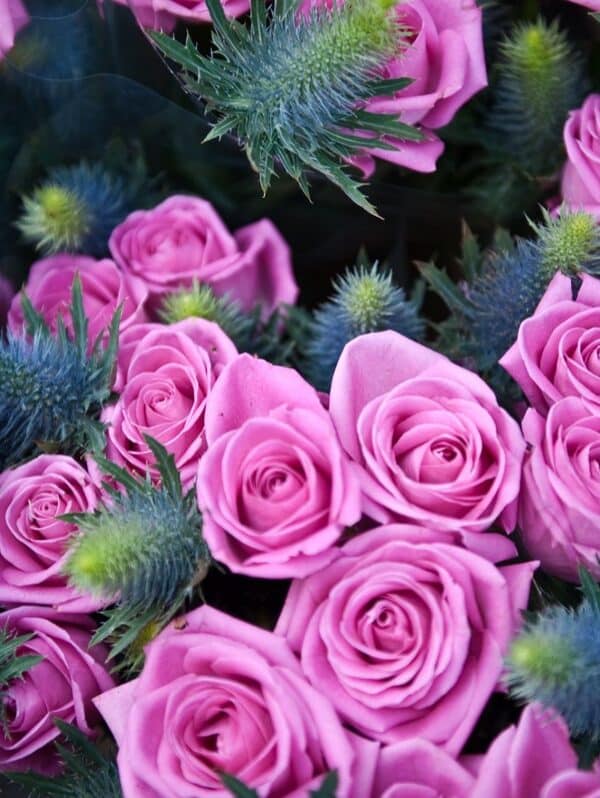Rosas rosas con cardo azul (eryngium)
